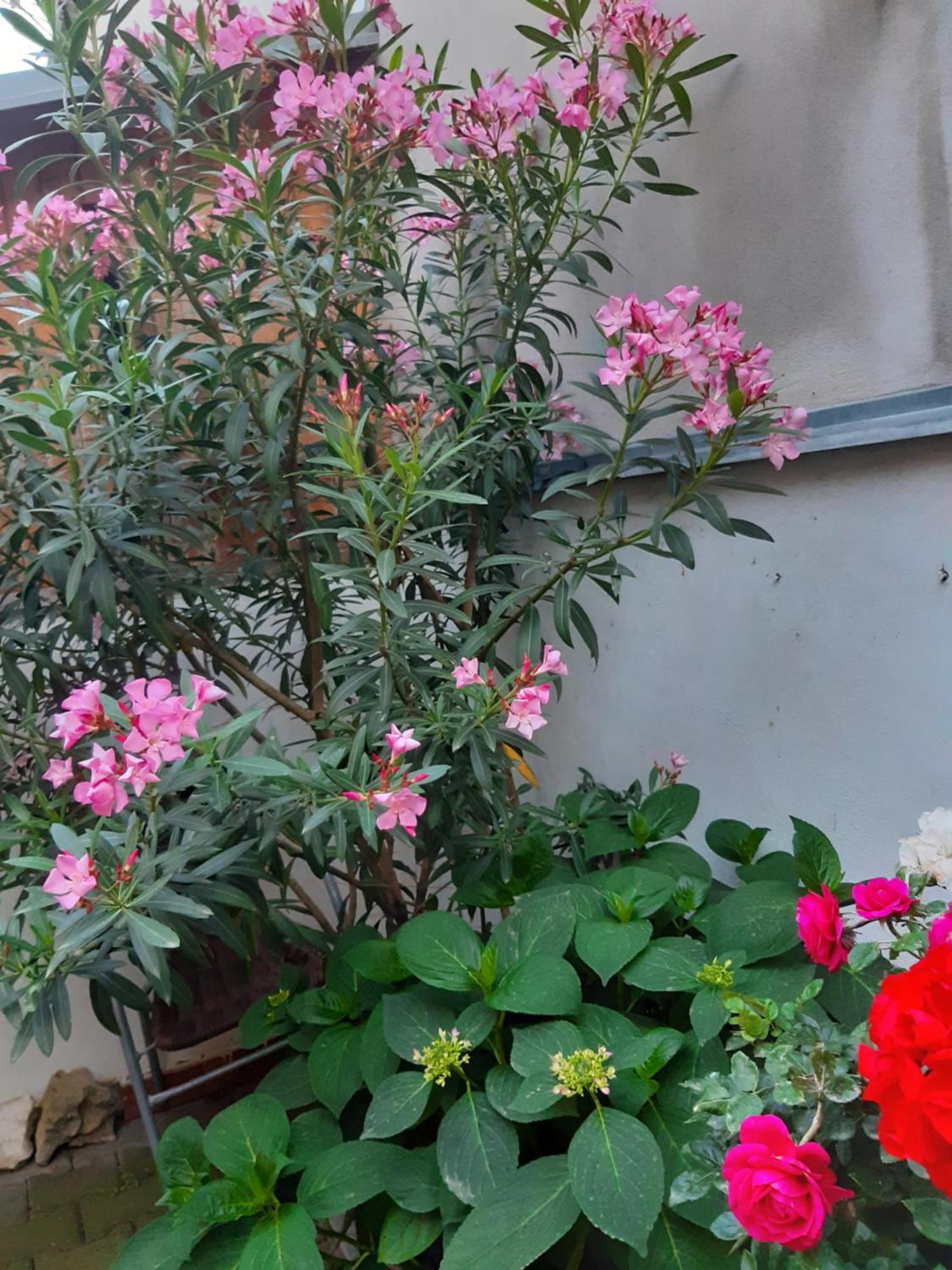 U Pani Malirky Valtice Exterior foto